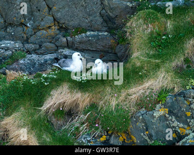 Paar Verschachtelung Eissturmvogel (Fulmarus Cyclopoida) auf Klippen, Uragaig, Insel Colonsay, Scotland, UK. Stockfoto