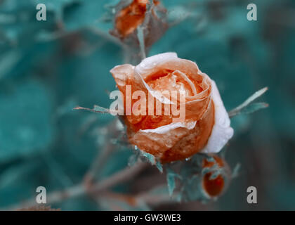 Getönten Bild - rose Blume mit Wassertropfen Stockfoto