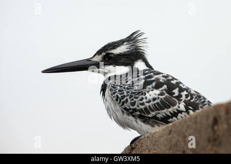 Ein Trauerschnäpper Eisvogel, fotografiert auf der Lagergröße Weir in der Kruger National Park, Südafrika. Stockfoto