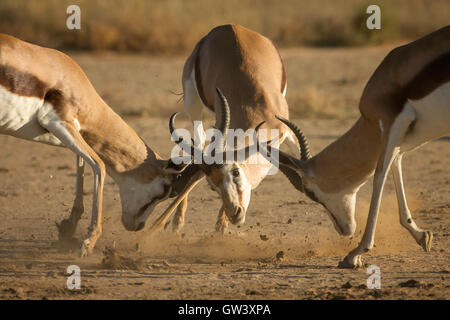 Springbok clash einen Spurrinnenbildung Zeitraum in Kglagadi Transfrontier National Park, Südafrika. Stockfoto