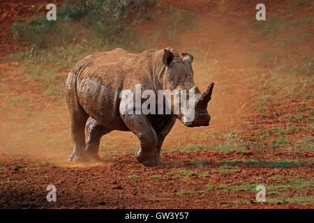 Ein Breitmaulnashorn (Ceratotherium Simum) Wandern in Staub, Südafrika Stockfoto