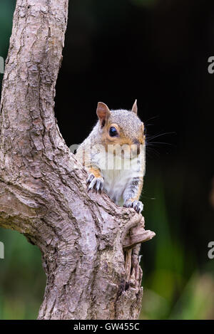 Grauhörnchen gucken um einen Baumstamm Stockfoto