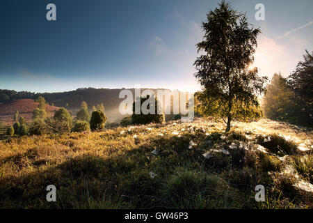 Birke, Anfang an nebligen Sonnenaufgang, Totengrund, Luneburger Heide, Deutschland Stockfoto