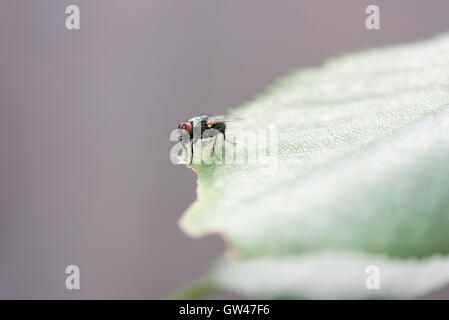 Stubenfliege, Musca Domestica, Sonnen auf einem grünen Blatt in eine Nahaufnahme Makro Stockfoto