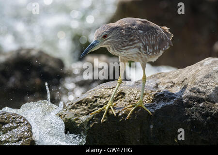 Heron in der Wüste von Ägypten Reiher in der Wüste von Ägypten Stockfoto