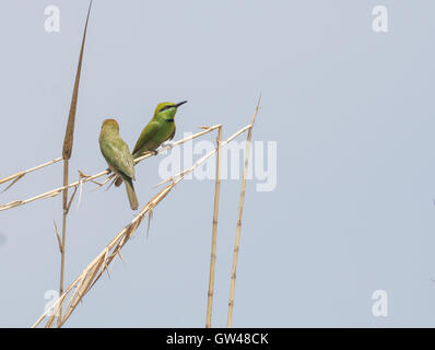 Kleine grüne Biene-Esser in der Wüste von Ägypten Stockfoto