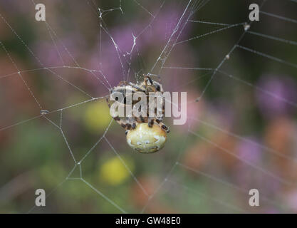 Orb Spinne fangen Beute (Honigbiene) auf Heideland in Hampshire, England Stockfoto