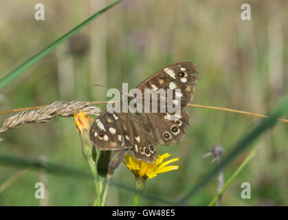 Gesprenkelte Holz Schmetterling (Pararge Aegeria) auf Wildblumen im alten Winchester Hill in Hampshire, England Stockfoto