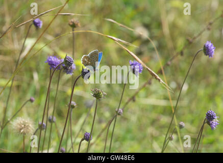 Männliche Adonis blauer Schmetterling (Polyommatus Bellargus) auf Wildblumen im alten Winchester Hill in Hampshire, England Stockfoto