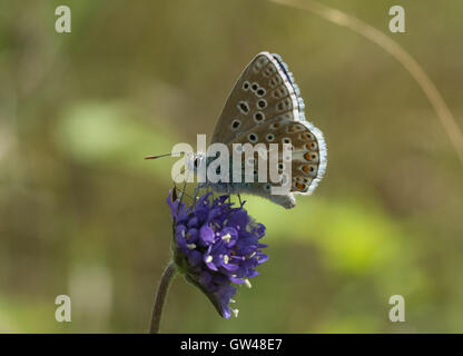 Männliche Adonis blauer Schmetterling (Polyommatus Bellargus) auf Wildblumen im alten Winchester Hill in Hampshire, England Stockfoto