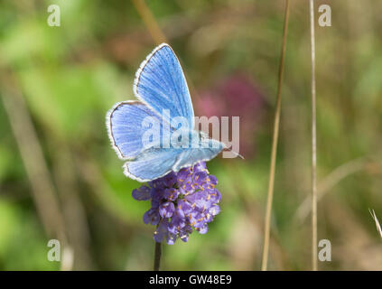 Männliche Adonis blauer Schmetterling (Polyommatus Bellargus) auf Wildblumen im alten Winchester Hill in Hampshire, England Stockfoto