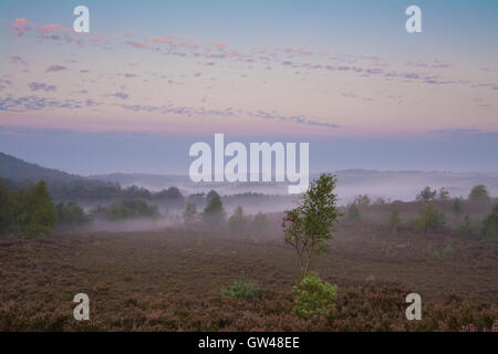 Am frühen Morgen neblige Landschaft Blick auf Frensham Blitze in Surrey, England Stockfoto