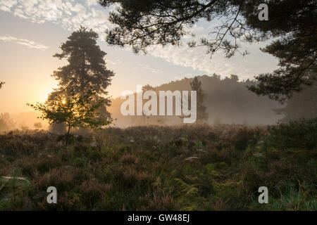 Am frühen Morgen neblige Landschaft Blick in Frensham blinkt in Surrey, England. Ein schöner Tag auf der Heide. Stockfoto