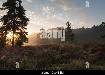 Am frühen Morgen neblige Landschaft Blick in Frensham blinkt in Surrey, England. Ein schöner Tag auf der Heide. Stockfoto