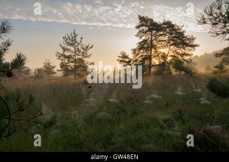 Am frühen Morgen nebelnde Landschaft mit Spinnennetzen bei Frensham Flashs (Teil von Frensham Common) in Surrey, England, Großbritannien Stockfoto