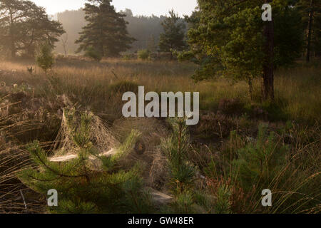 Am frühen Morgen nebelnde Landschaft mit Spinnennetzen bei Frensham Flashs (Teil von Frensham Common) in Surrey, England, Großbritannien Stockfoto