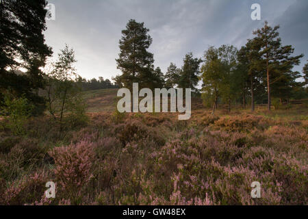 Am frühen Morgen Landschaft Blick auf Frensham Blitze in Surrey, England Stockfoto