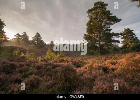 Am frühen Morgen Landschaft Blick auf Frensham Blitze in Surrey, England Stockfoto