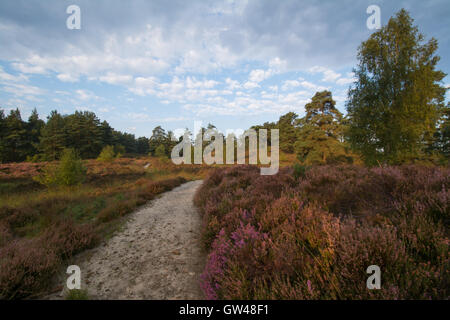 Am frühen Morgen Landschaft Blick auf Frensham Blitze in Surrey, England Stockfoto