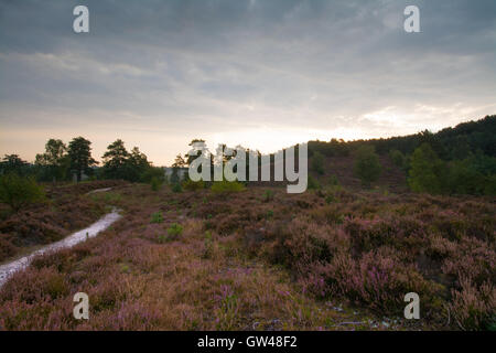 Am frühen Morgen Landschaft Blick auf Frensham Blitze in Surrey, England Stockfoto