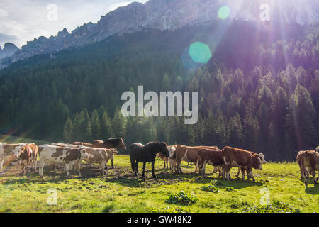 Pferde und Rinder in Misurina bei Auronzo do Cadore, Provinz Belluno, Region Venetien, Italien. Stockfoto