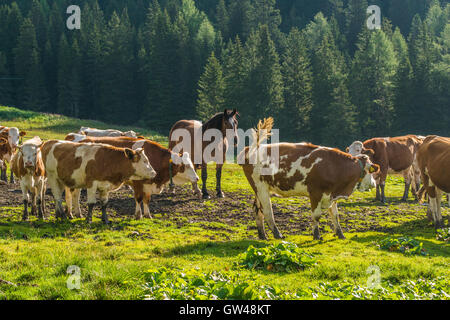 Pferde und Rinder in Misurina bei Auronzo do Cadore, Provinz Belluno, Region Venetien, Italien. Stockfoto