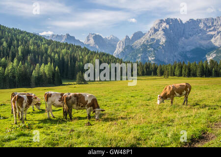 Landschaft ein paar hundert Meter von Misurina See, in der Nähe der Stadt Auronzo tun Cadore, Provinz Belluno, Region Venetien, Italien. Stockfoto