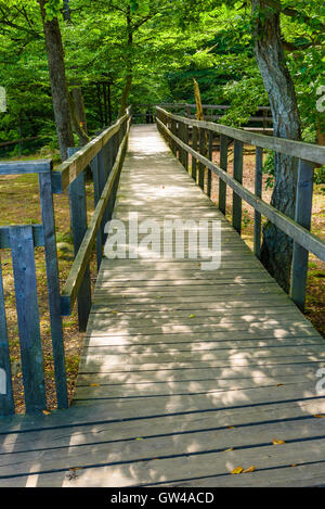 Hölzerne Rollstuhlrampe oder Pfad im Soderasen Nationalpark in Schweden. Stockfoto