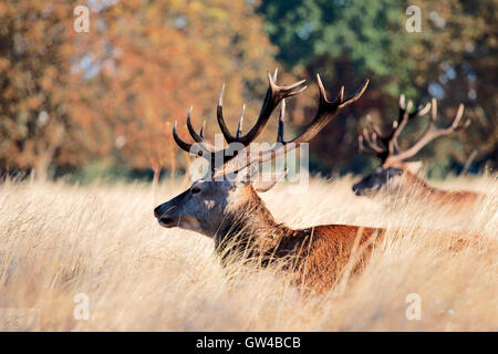 Reh im Richmond Park London England. Diese wurden in einer sehr frühen Herbstmorgen. Stockfoto