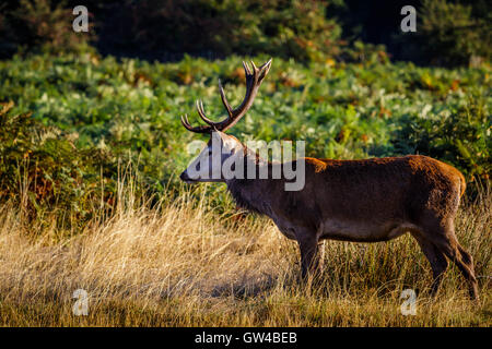 Reh im Richmond Park London England. Diese wurden in einer sehr frühen Herbstmorgen. Stockfoto