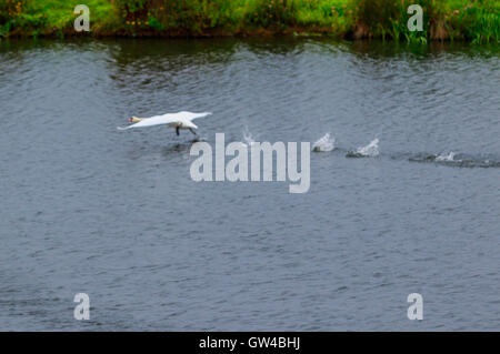 Ein paar der Schwan im Kampf und als Landung an einem See. Stockfoto