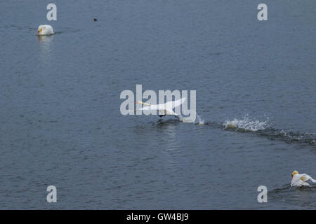 Ein paar der Schwan im Kampf und als Landung an einem See. Stockfoto