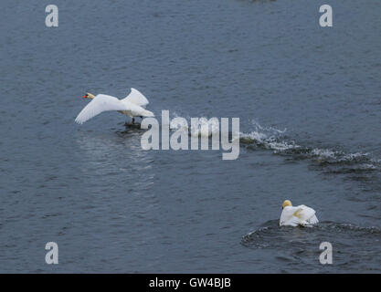 Ein paar der Schwan im Kampf und als Landung an einem See. Stockfoto