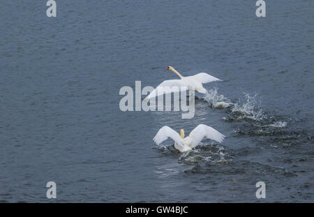 Ein paar der Schwan im Kampf und als Landung an einem See. Stockfoto