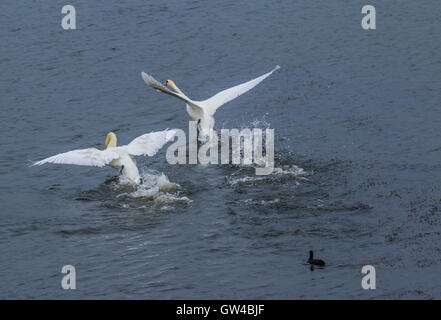 Ein paar der Schwan im Kampf und als Landung an einem See. Stockfoto