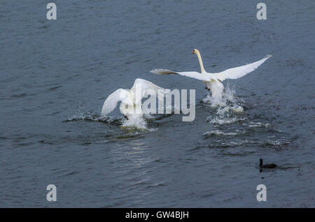 Ein paar der Schwan im Kampf und als Landung an einem See. Stockfoto