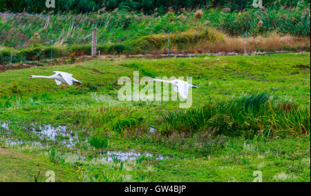 Ein paar der Schwan im Kampf und als Landung an einem See. Stockfoto