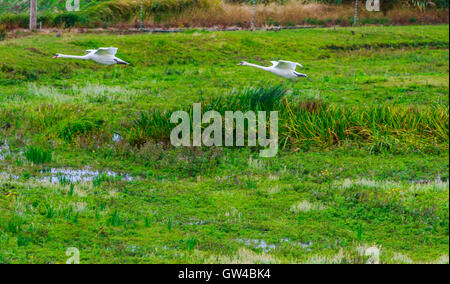 Ein paar der Schwan im Kampf und als Landung an einem See. Stockfoto