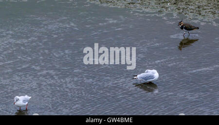 Alle Arten von Gans und Gänse bei WWT London Barnes Stockfoto