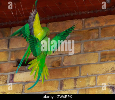 Zwei Sittiche Kämpfe im Flug in ein Loch in die Wand bekommen. Stockfoto