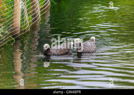 Alle Arten von Gans und Gänse bei WWT London Barnes Stockfoto