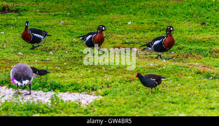 Alle Arten von Gans und Gänse bei WWT London Barnes Stockfoto