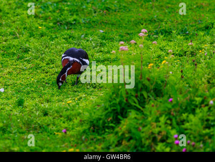 Alle Arten von Gans und Gänse bei WWT London Barnes Stockfoto