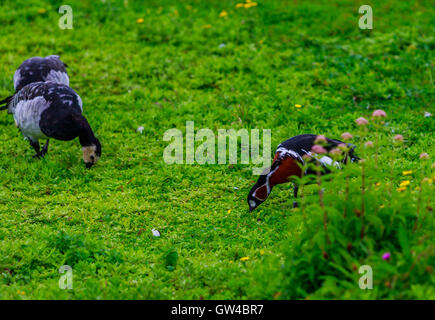 Alle Arten von Gans und Gänse bei WWT London Barnes Stockfoto