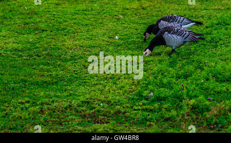 Alle Arten von Gans und Gänse bei WWT London Barnes Stockfoto