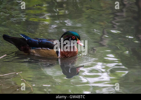 Holz-Ente auf dem Wasser bei WWT London barnes Stockfoto