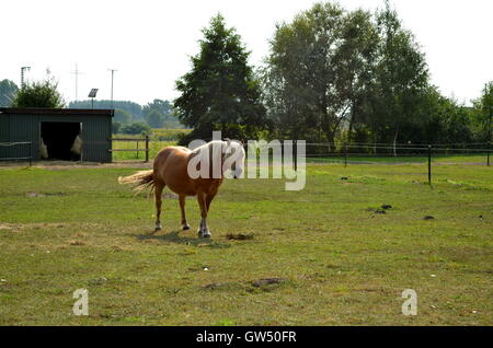 Haflinger Pferde weiden auf der grünen Wiese Stockfoto