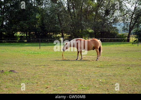 Haflinger Pferde weiden auf der grünen Wiese Stockfoto