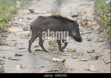 Eine indische Wildschwein (Sus Scrofa Cristatus) beim Überqueren der Straße in Rajaji National Park, Rishikesh, Uttarakhand, Indien Stockfoto