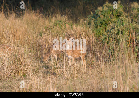 Eine Gruppe von Chital oder Spotted Hirsch (Achse-Achse) im Rajaji National Park, Uttarakhand, Indien Stockfoto